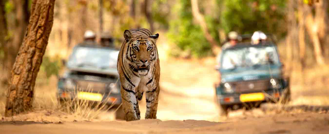 Club Mahindra Bundela Jungle Resort in Bandhavgarh, Madhya Pradesh